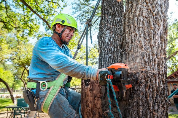 Élagueur équipé taillant un arbre sur l'île de Ré